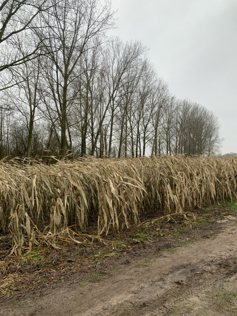 Boxtel - 's-Hertogenbosch · Dommelpad etappe 6