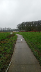 De Poppe - Paars