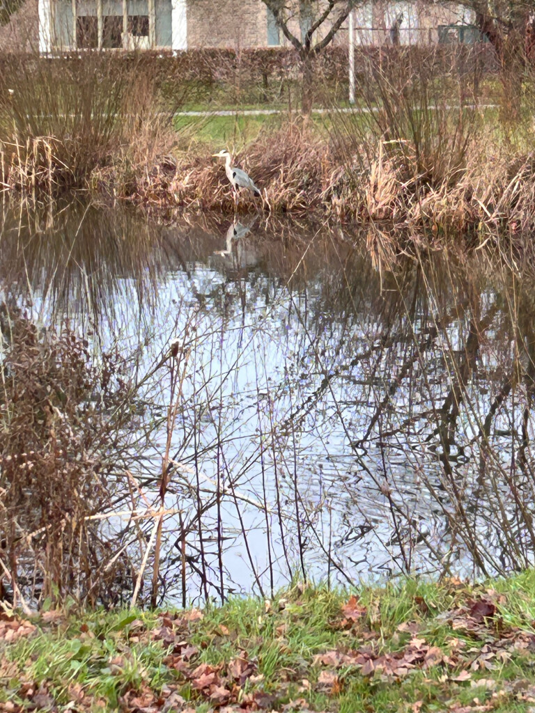 20250108 Panheel - Heel