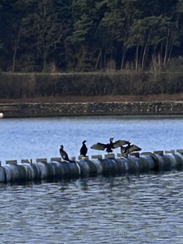 20250112 Grote Vlieter Heel