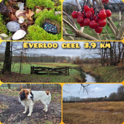 Everloo - Geel