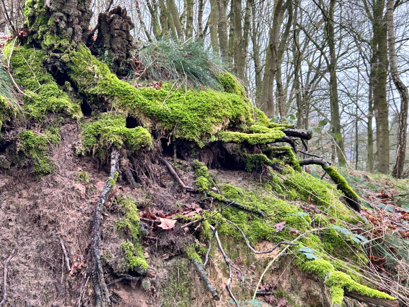 20250116 Beegderheide