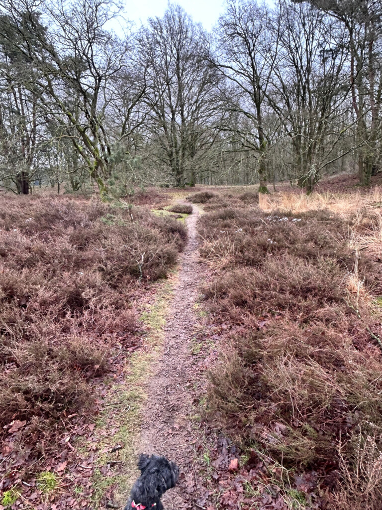 20250116 Beegderheide