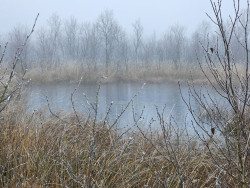 Door het bargerveen