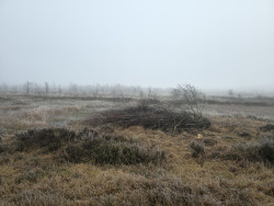 Door het bargerveen