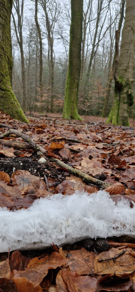 Wandelroute Kootwijkerveen