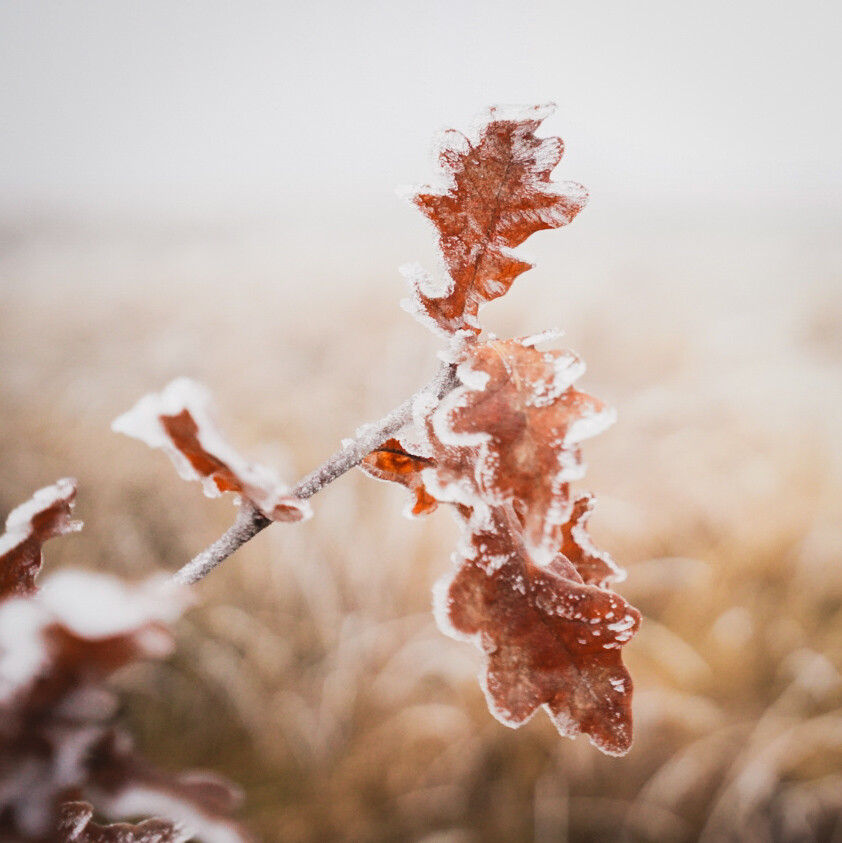 Boswachterspad Ballooërveld