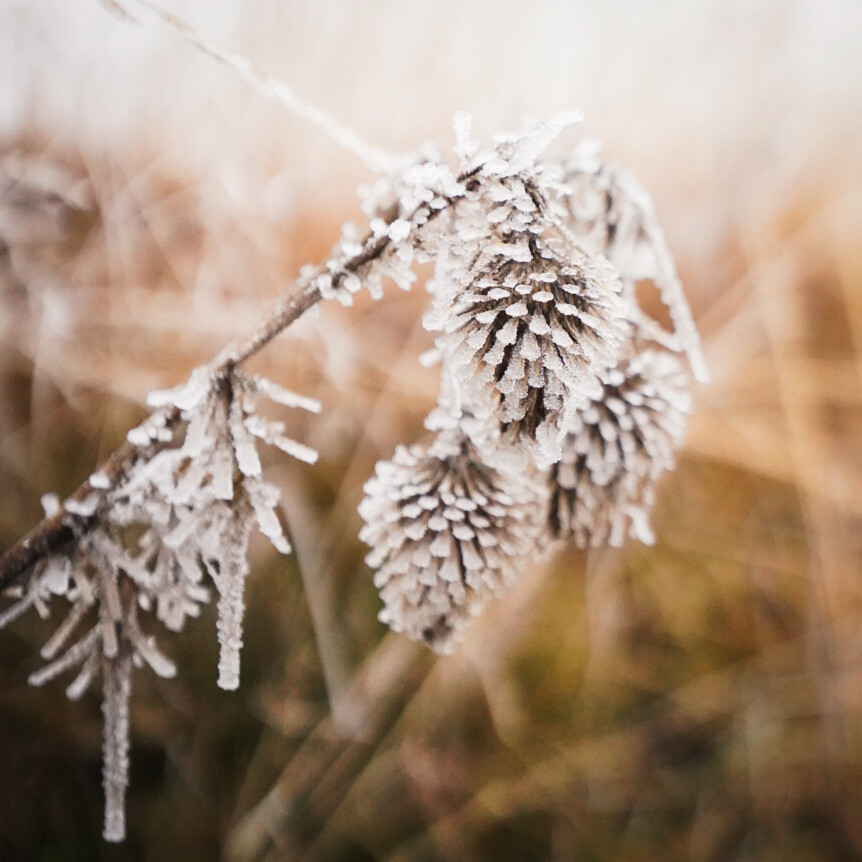 Boswachterspad Ballooërveld