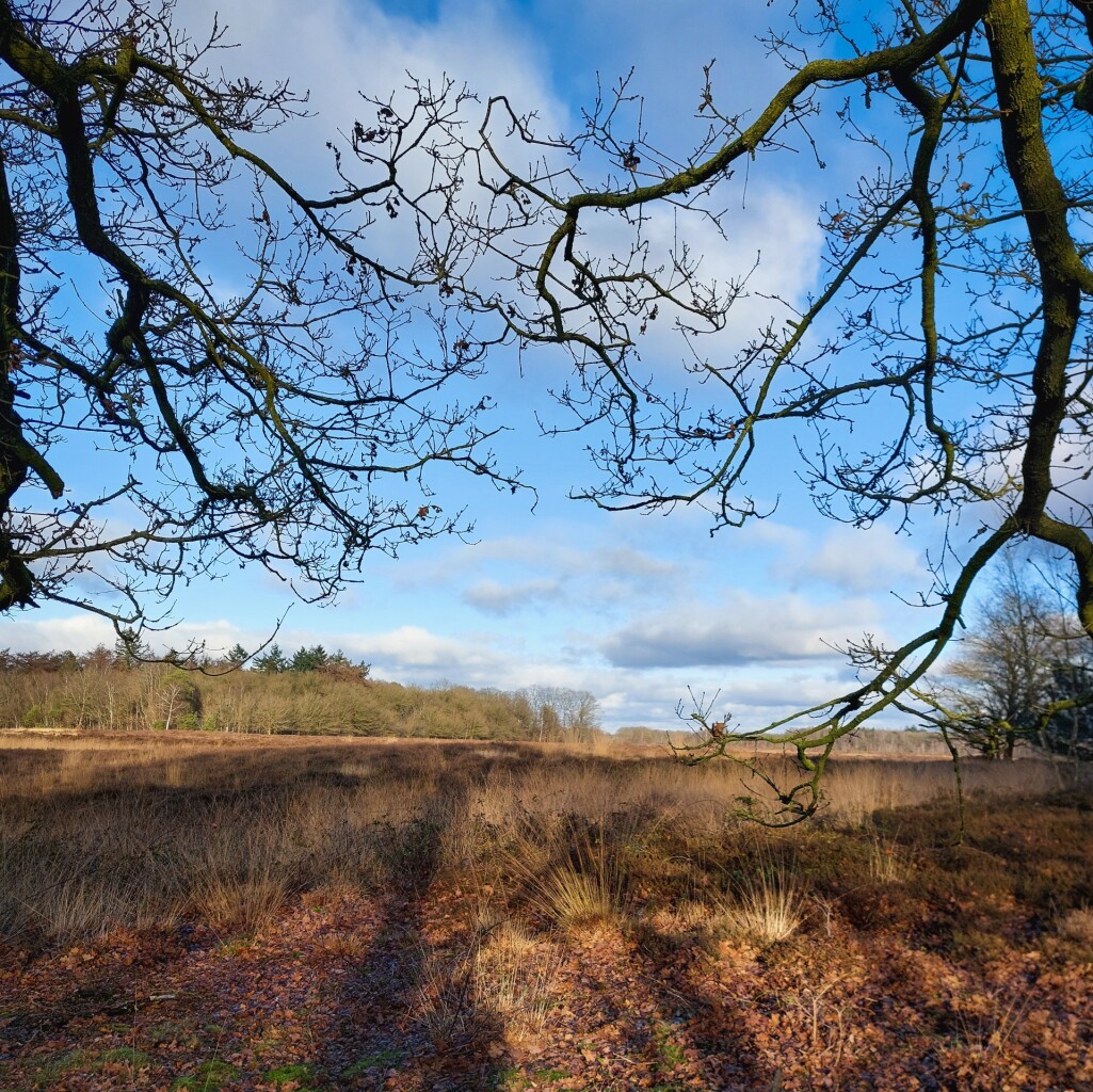 Oud Avereest - Oranje