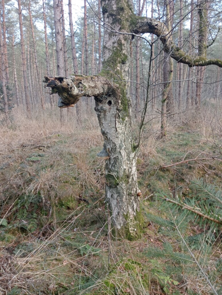 Rondje Rechteren bos