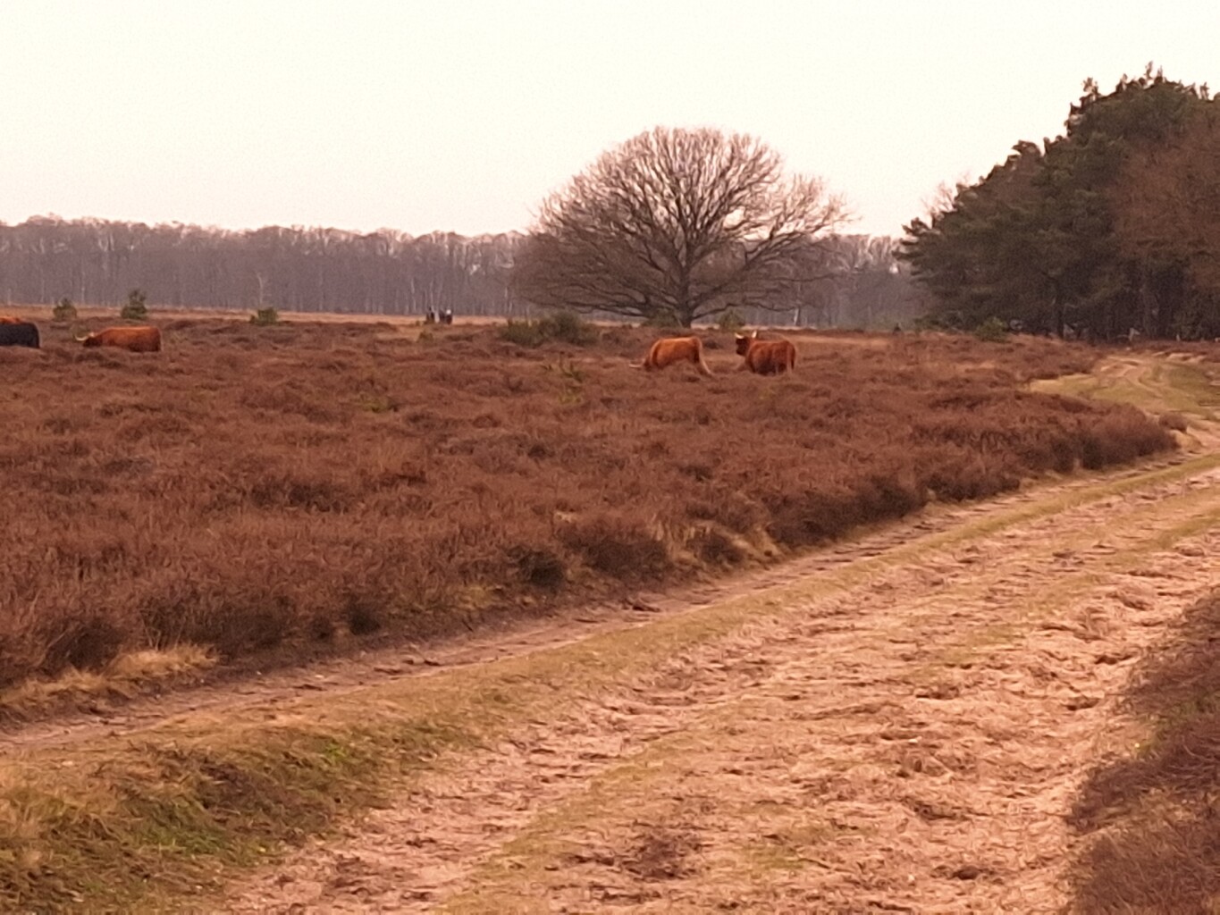Westerheideroute (paars)
