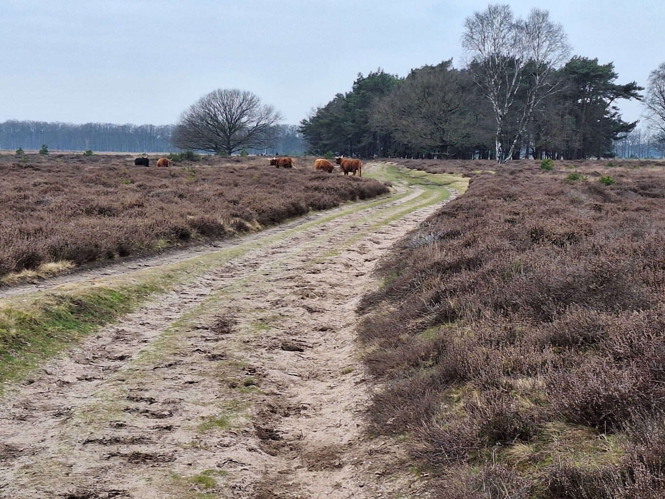 Westerheideroute (paars)