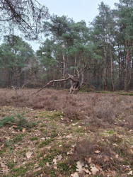 Westerheideroute (paars)