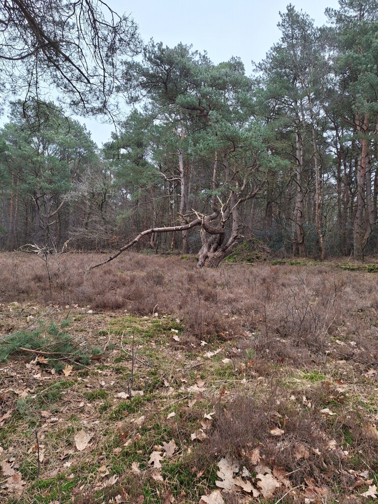 Westerheideroute (paars)