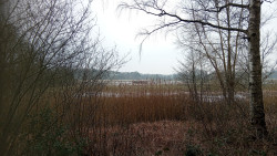 Steile Oever - Geel