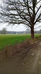 Steile Oever - Geel