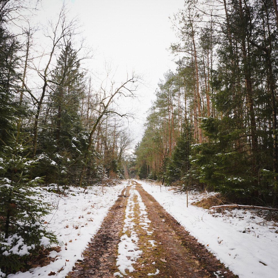 Boswachterspad Olde Smildeger