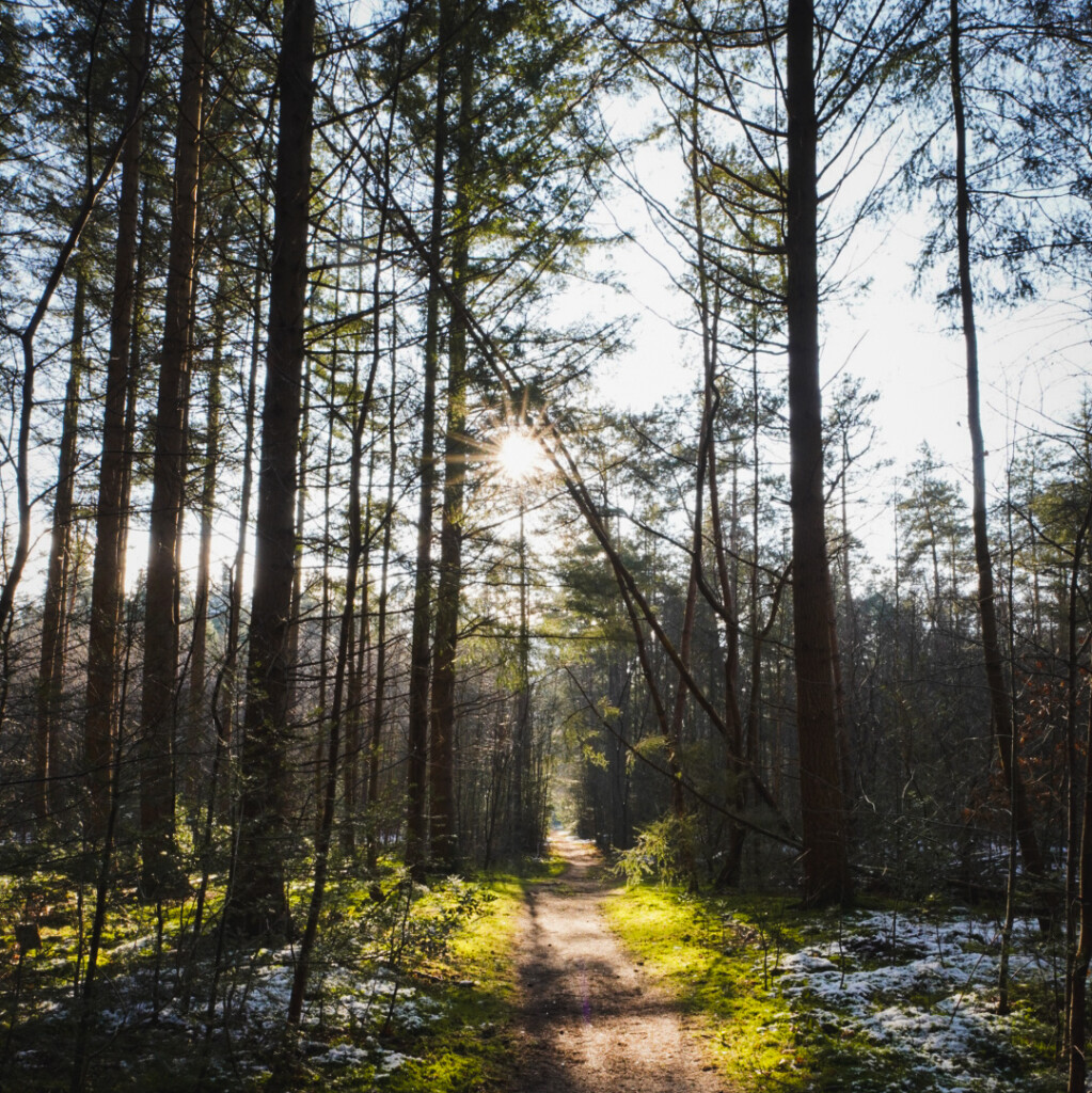 Boswachterspad Olde Smildeger