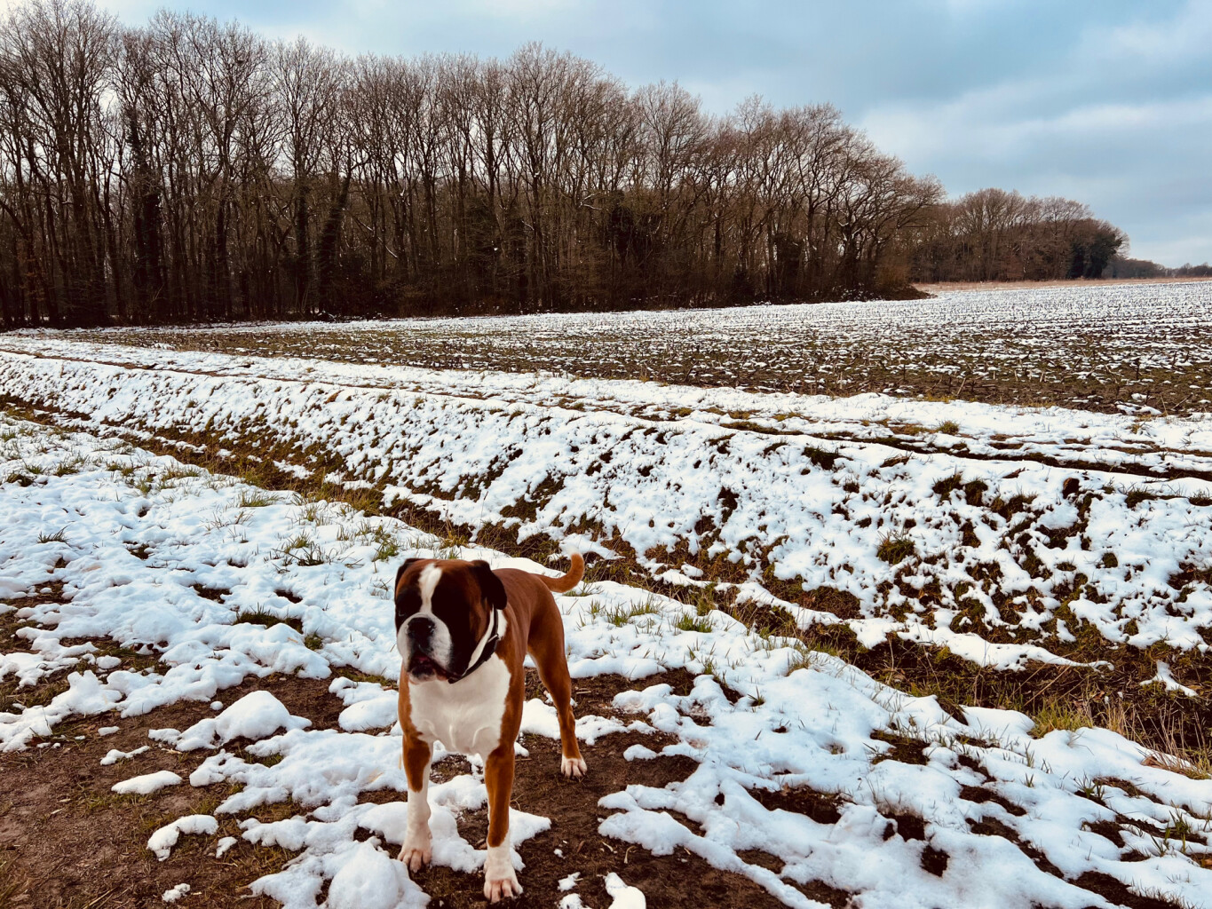 Brummelpad-Kostvlies wandeling