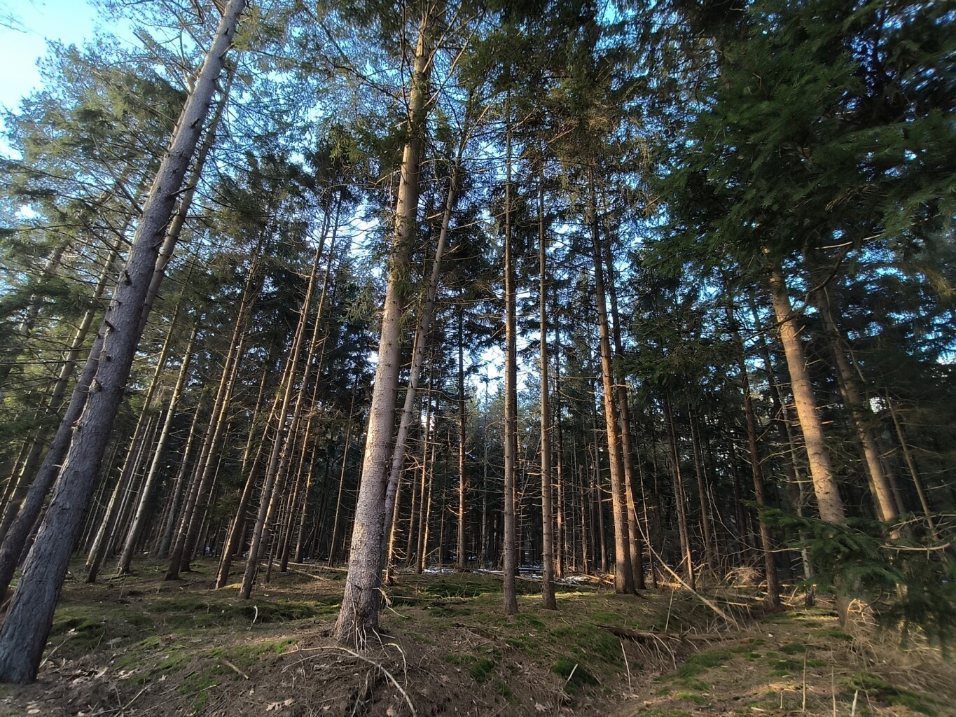 Wandelroute Nationaal Park Drents-Friese Wold, Diever