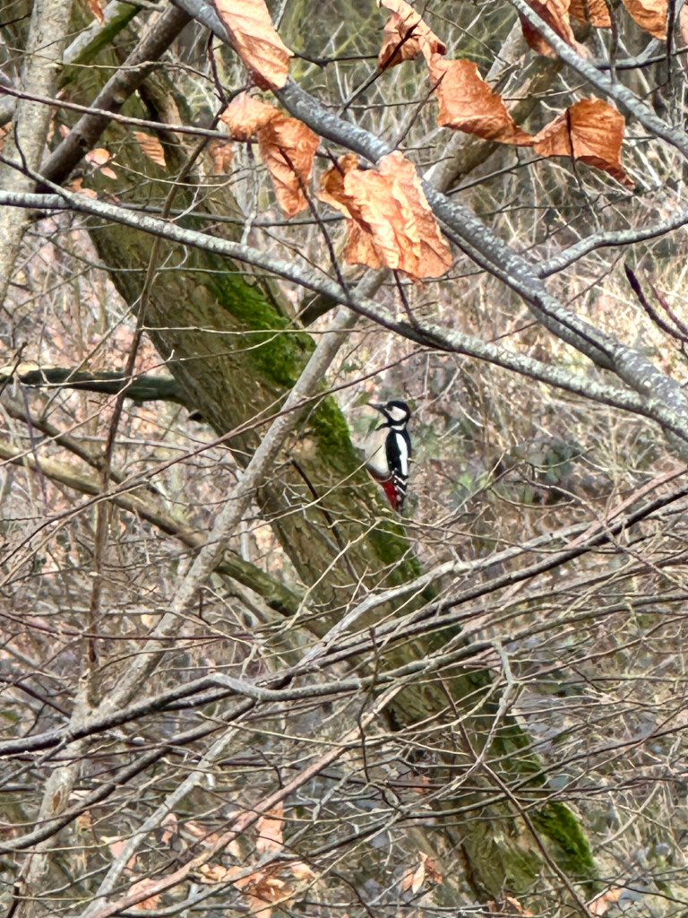 OV-Stapper Bomendijk