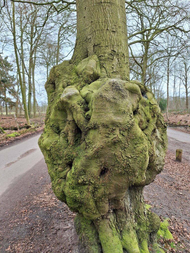 Wandelroute Beerschoten, Houdringe, Panbos