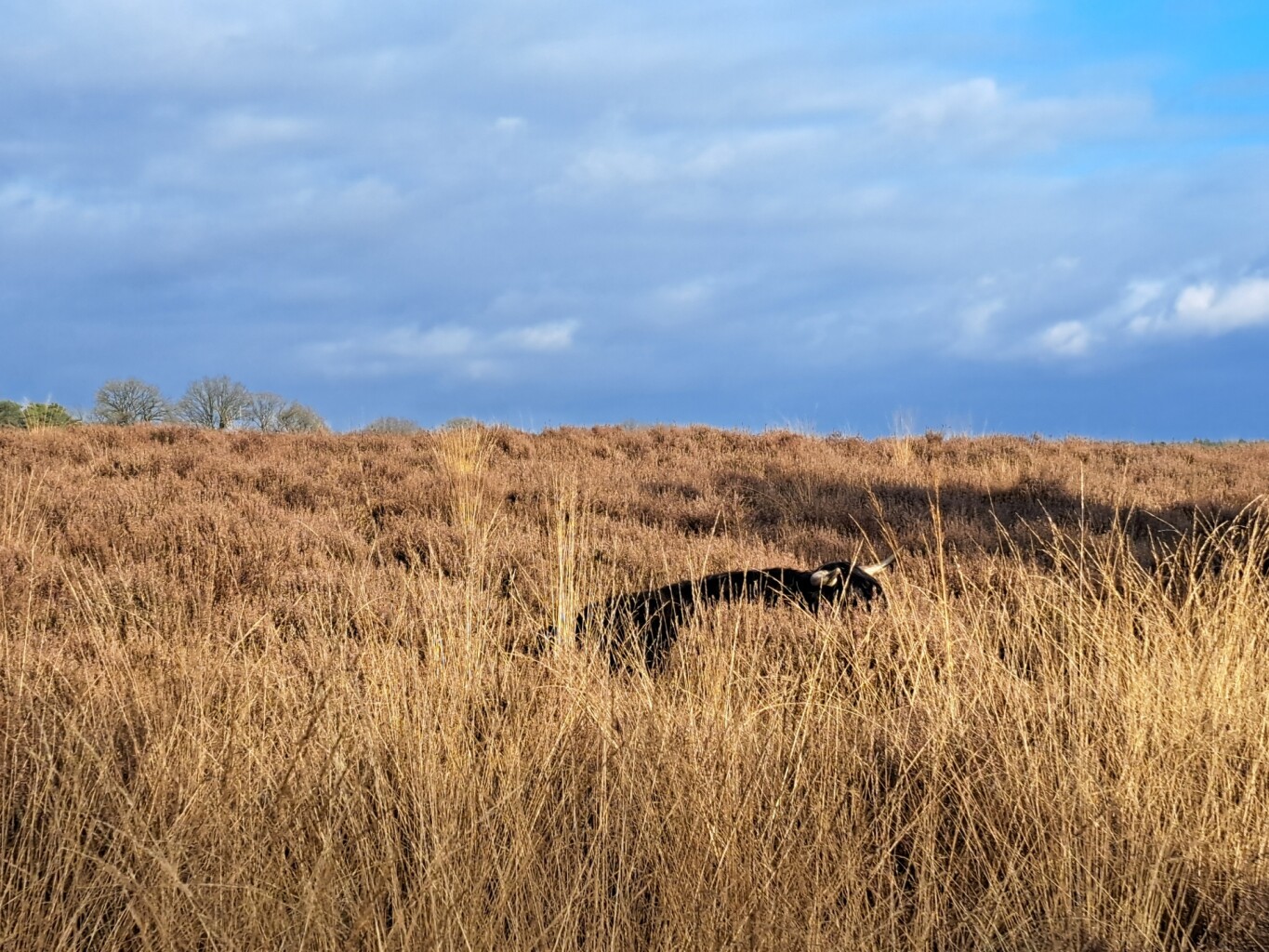 Wandelroute Deelerwoud, Veluwe