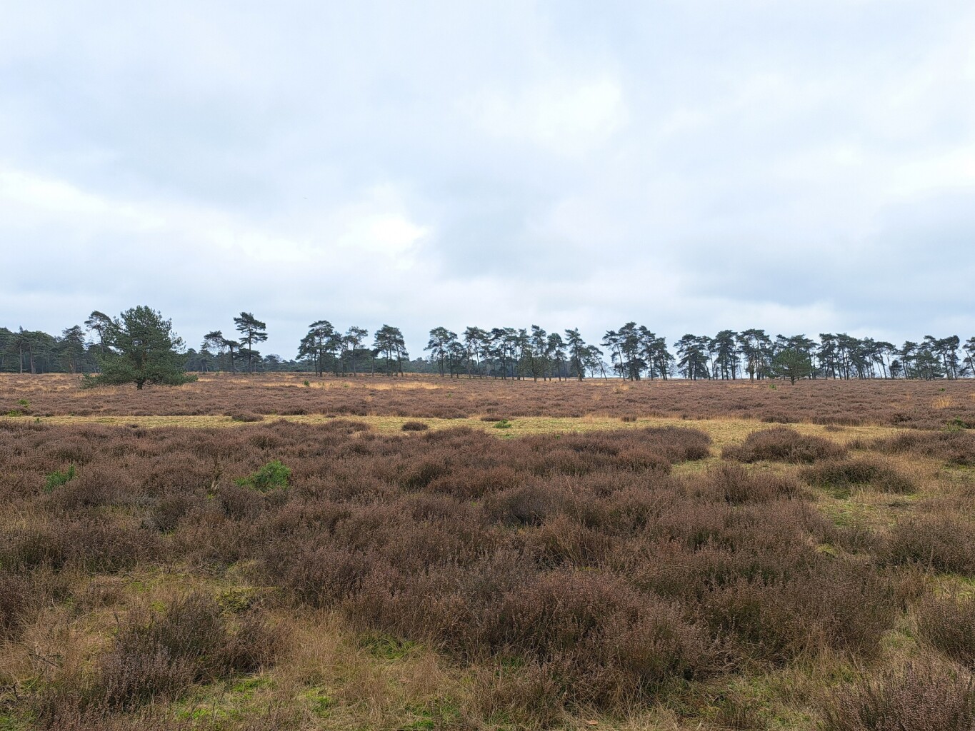 Wandelroute Deelerwoud, Veluwe