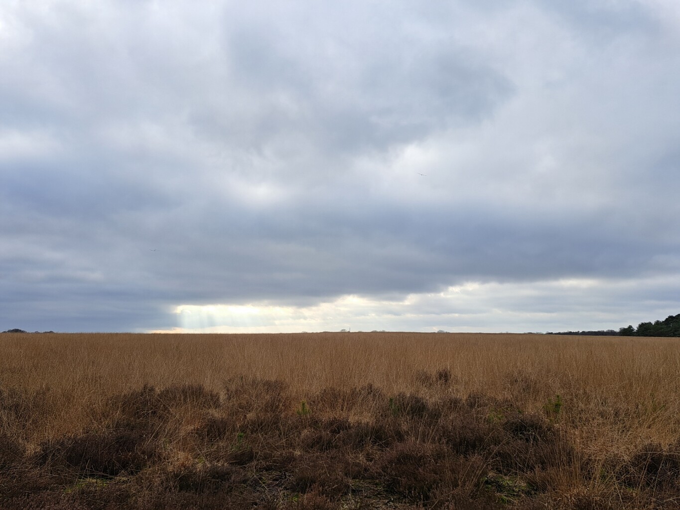 Wandelroute Deelerwoud, Veluwe