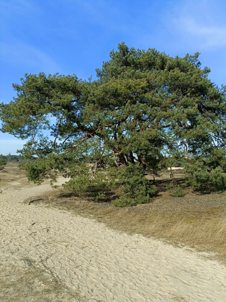Wandelroute: Wisselende landschappen rond het Hulshorsterzand 