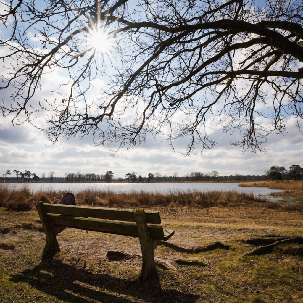 Door de Kale Duinen van het Drents-Friese Wold