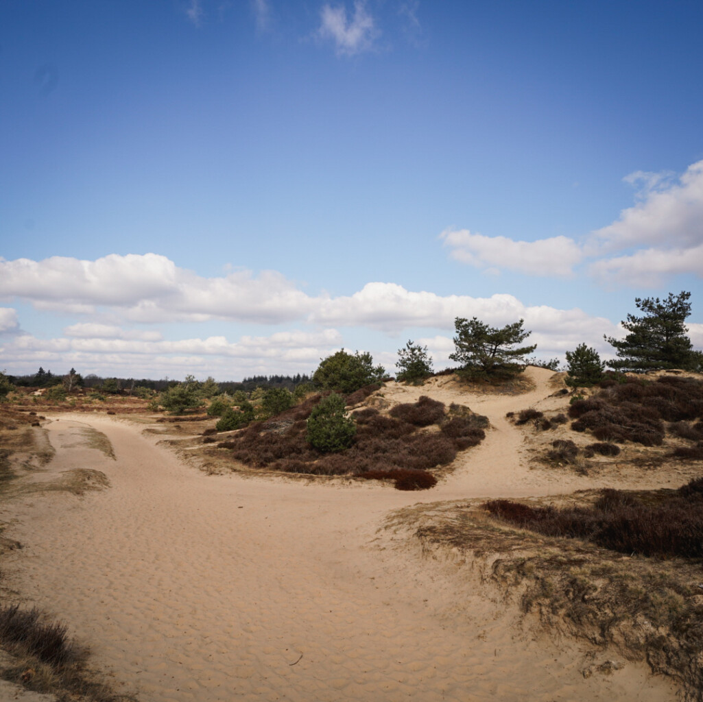 Door de Kale Duinen van het Drents-Friese Wold
