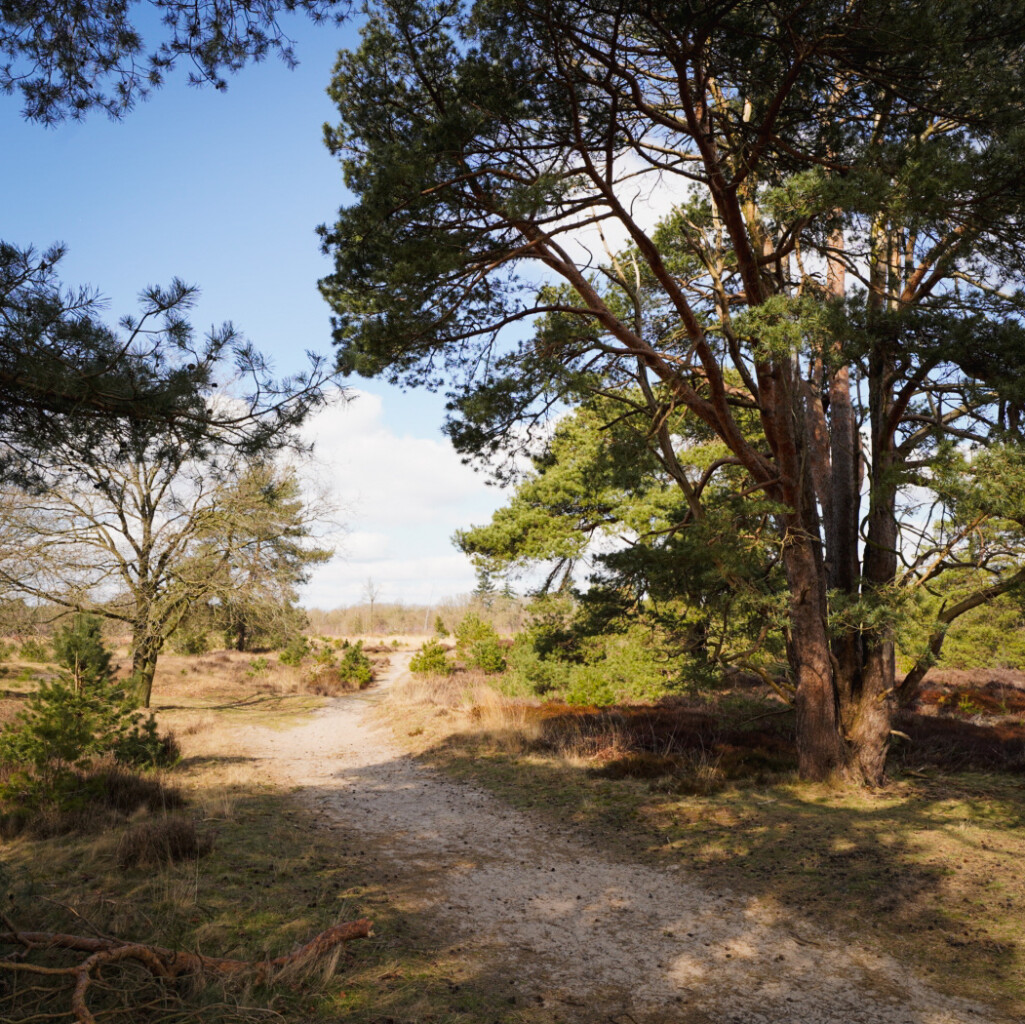 Door de Kale Duinen van het Drents-Friese Wold