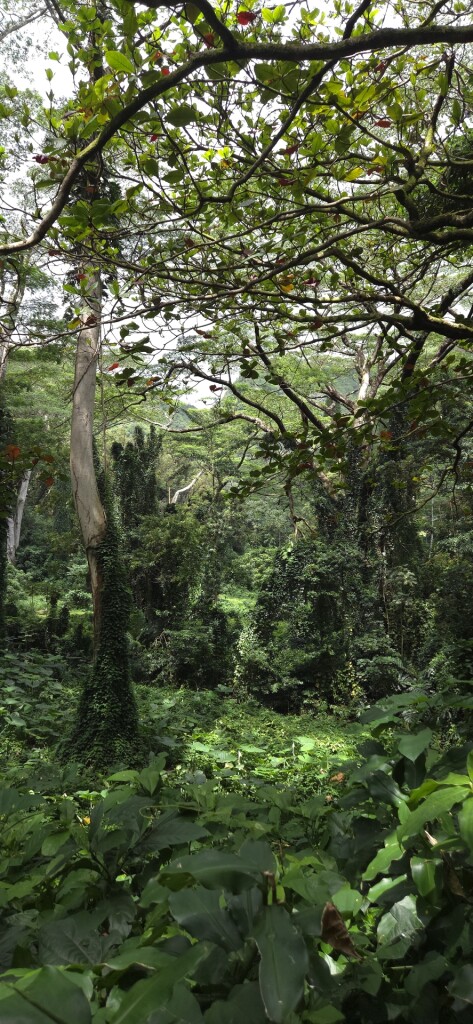 Mānoa Falls Trail
