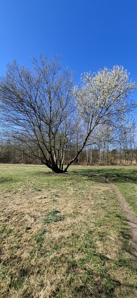 Kloosterrondwandeling Heeswijk-Dinther