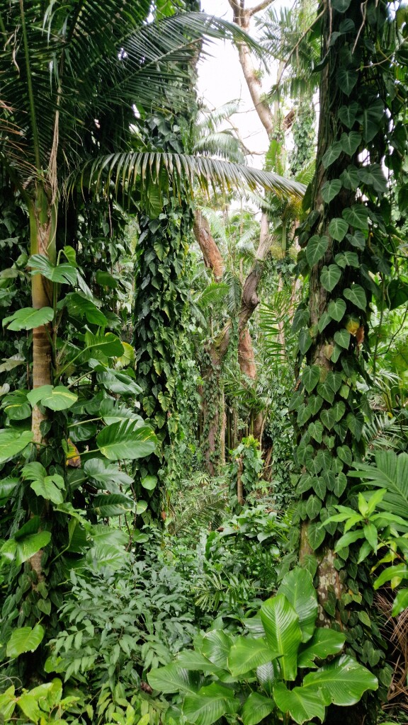 ʻAihualama Falls Trail