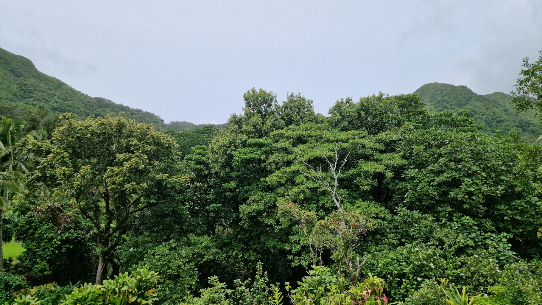 ʻAihualama Falls Trail