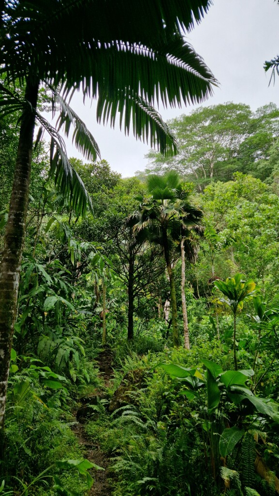 ʻAihualama Falls Trail