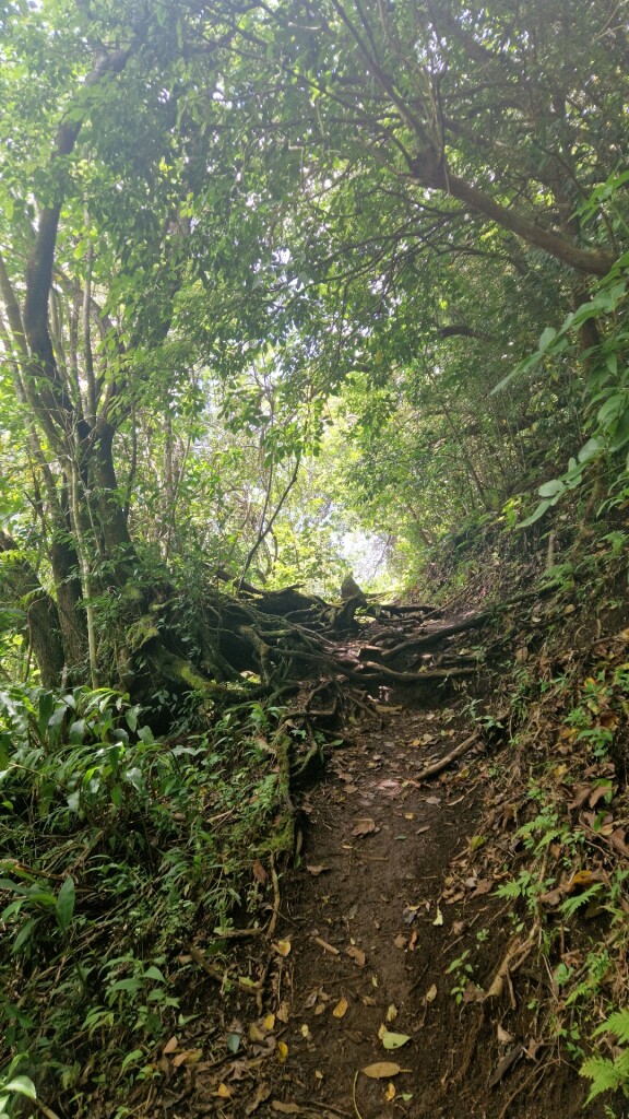 Pu'u Ohia (Mount Tantalus)