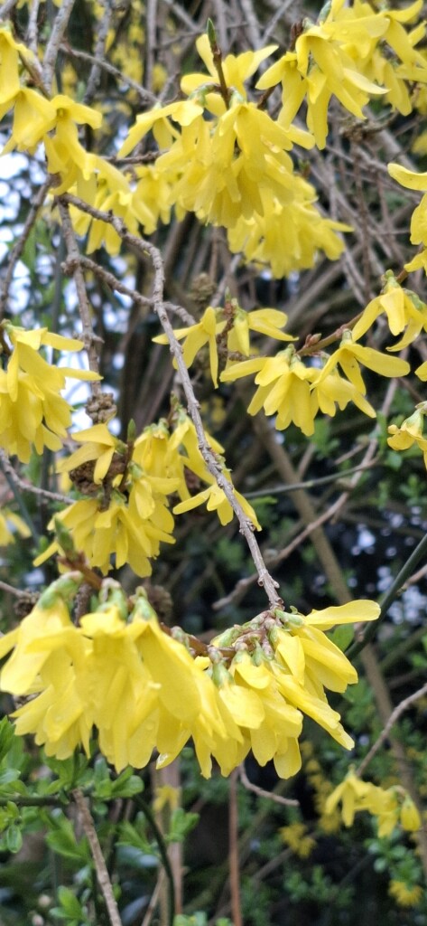 Diever Ommetje Romeo en Julia