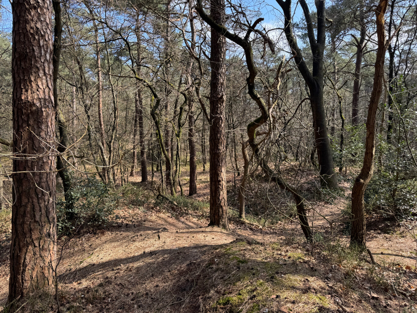 Gele paaltjesroute Norg | richting Langelo