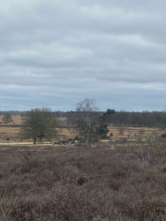 Wandelroute Holtingerveld, vlakbij Havelte