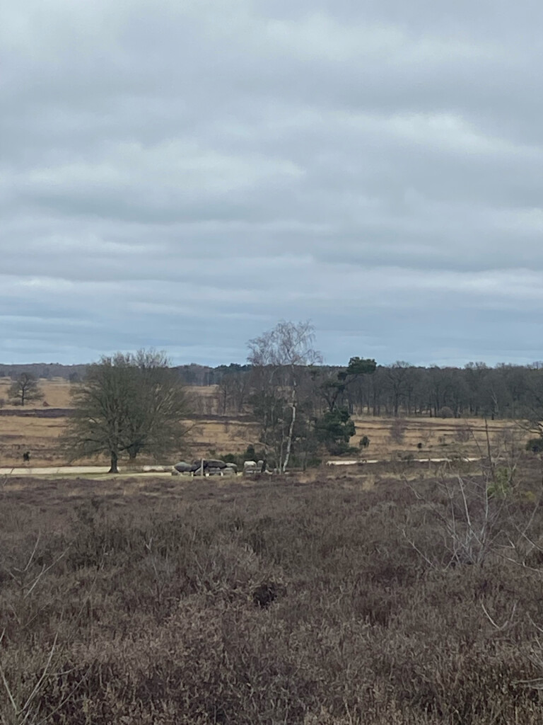 Wandelroute Holtingerveld, vlakbij Havelte