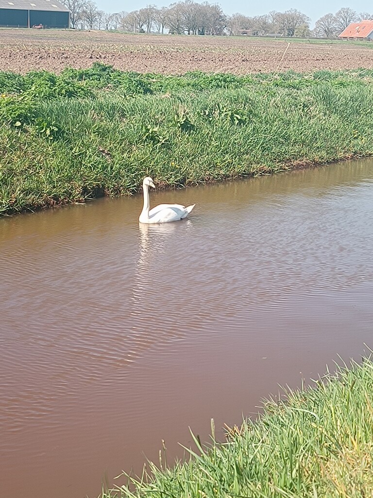 Engelandsche Bosch - Groen