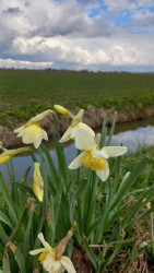 Lienden (Marsdijk) - Opheusden (Varakker) · Betuwepad etappe 10
