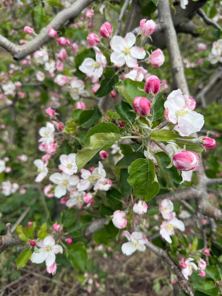 Errekomsepad Erichem