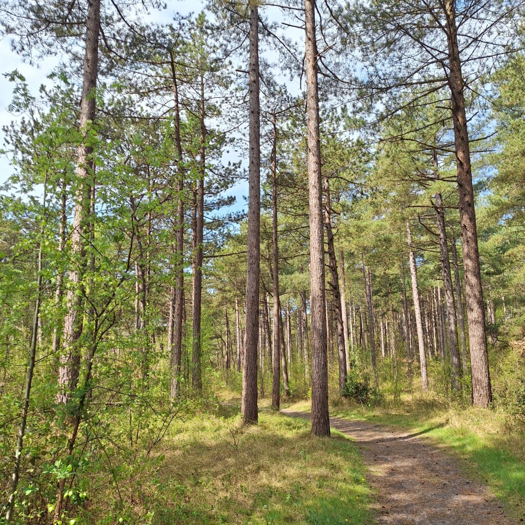 Wandelroute Sparrenlaan en Groene Pollen