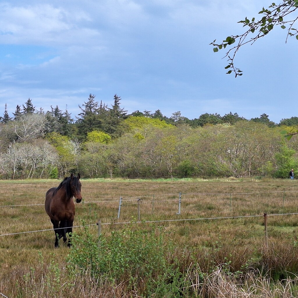 Wandelroute Sparrenlaan en Groene Pollen