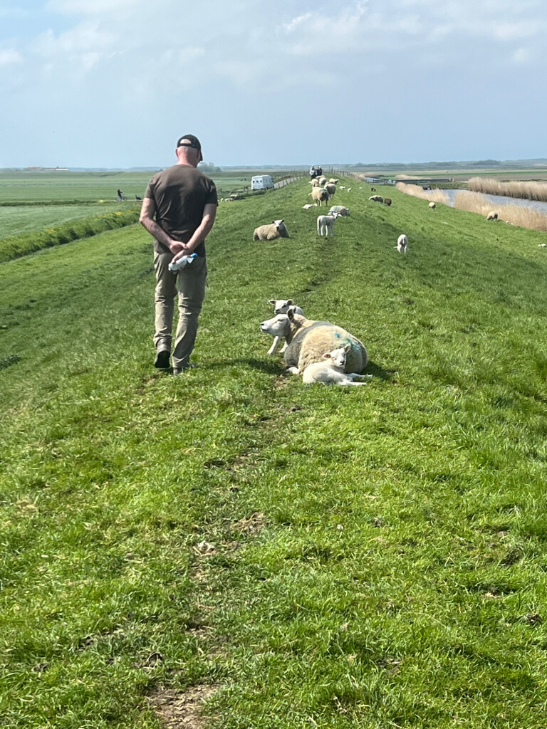 Texel 7: Dagwandeling Oostereind · WaddenWandelen etappe 7