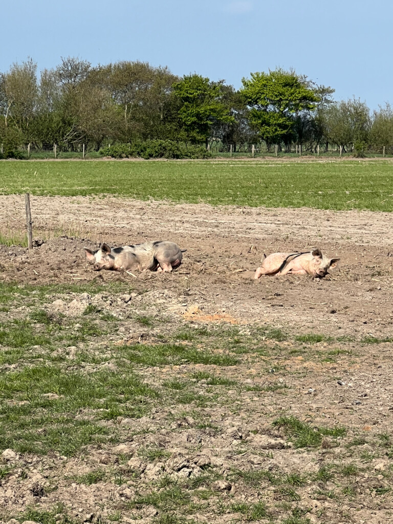 Texel 7: Dagwandeling Oostereind · WaddenWandelen etappe 7